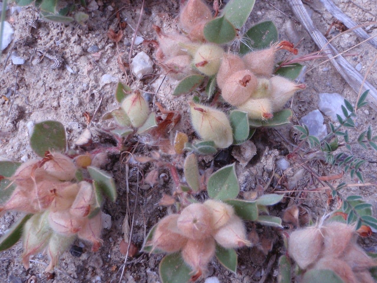 Tripodion tetraphyllum 11