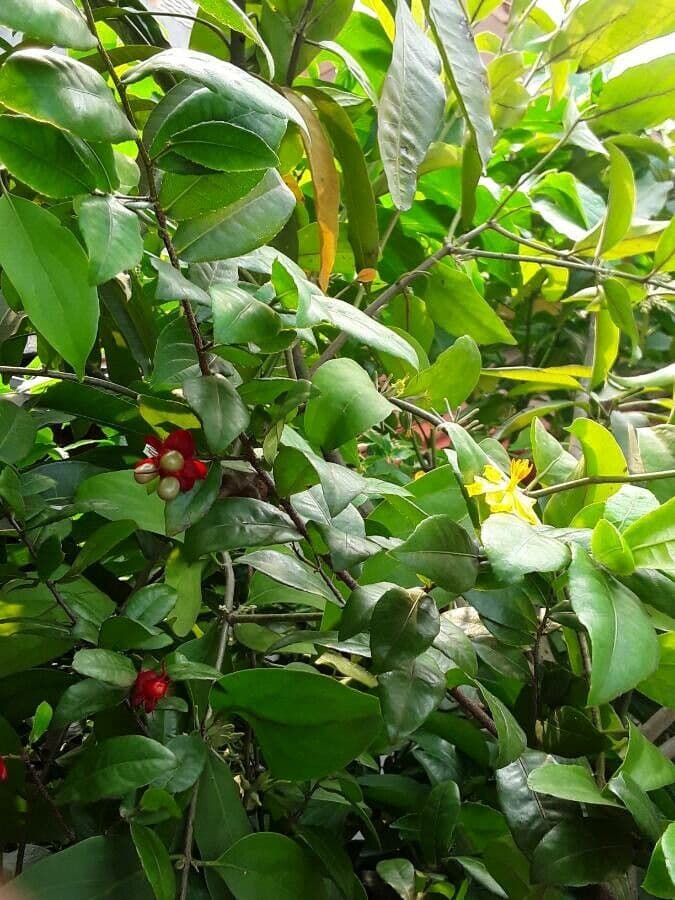 Ochna serrulata 26