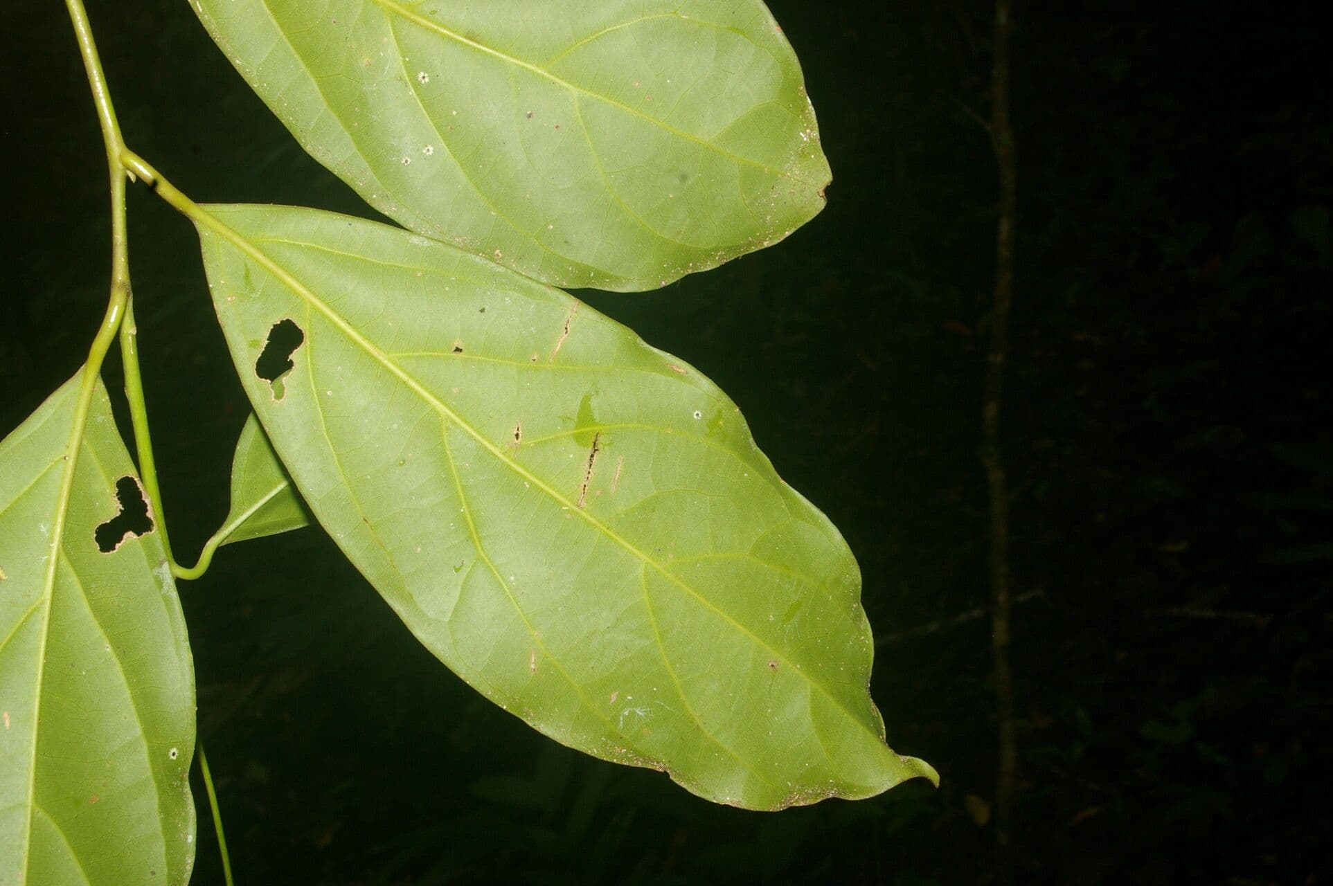 Ocotea 8
