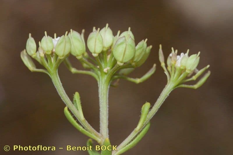 Iberis procumbens 2