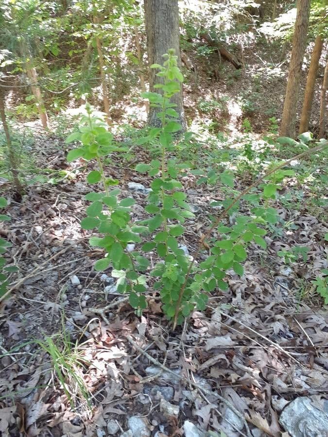 Lespedeza lysá 13