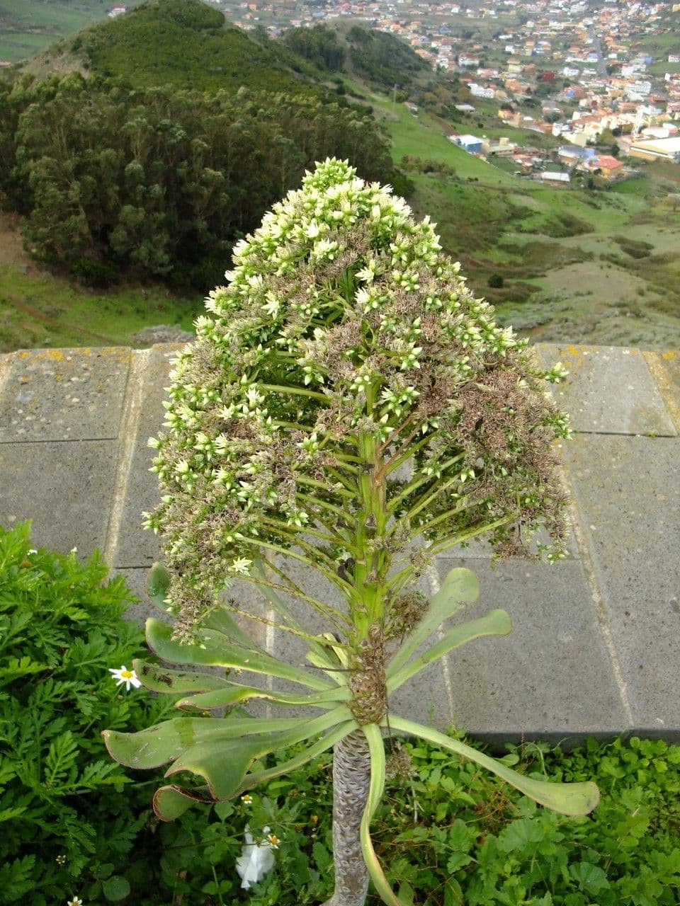 Aeonium 4