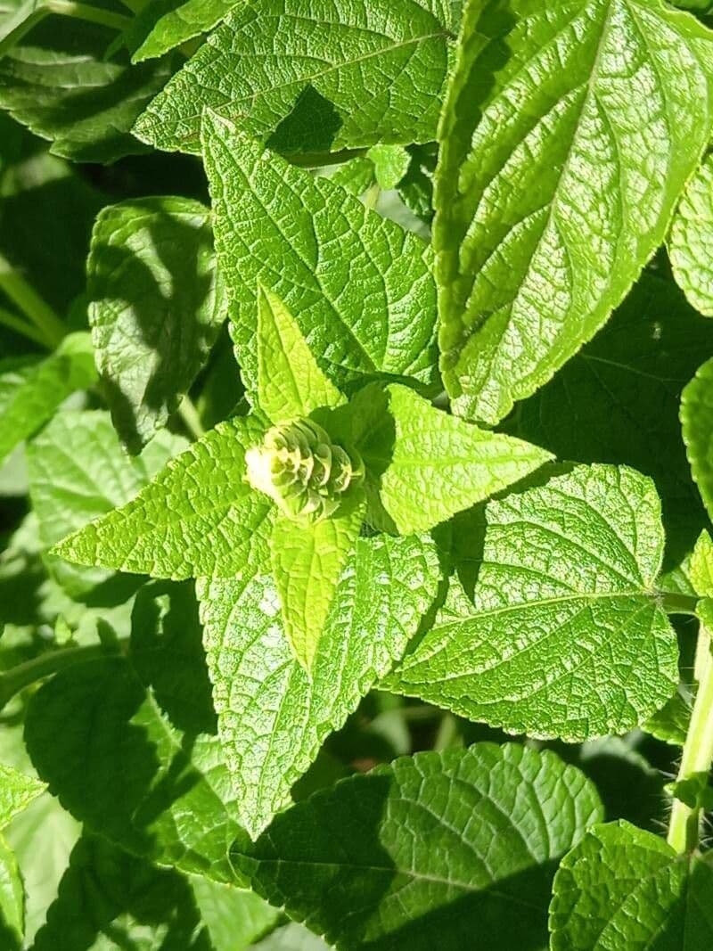 Salvia scarlatta 17