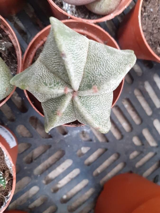 Astrophytum 25