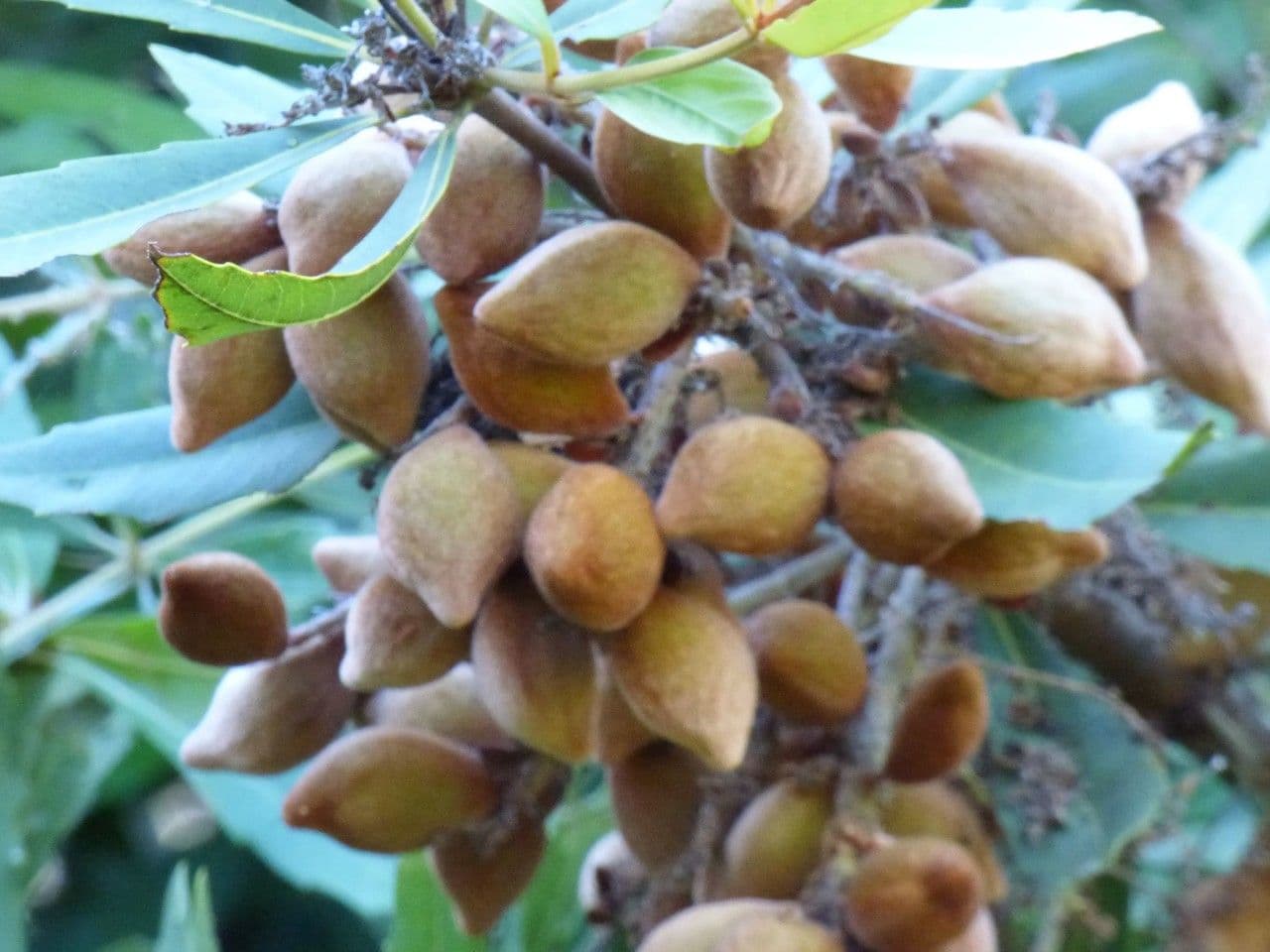 Brabejum 4