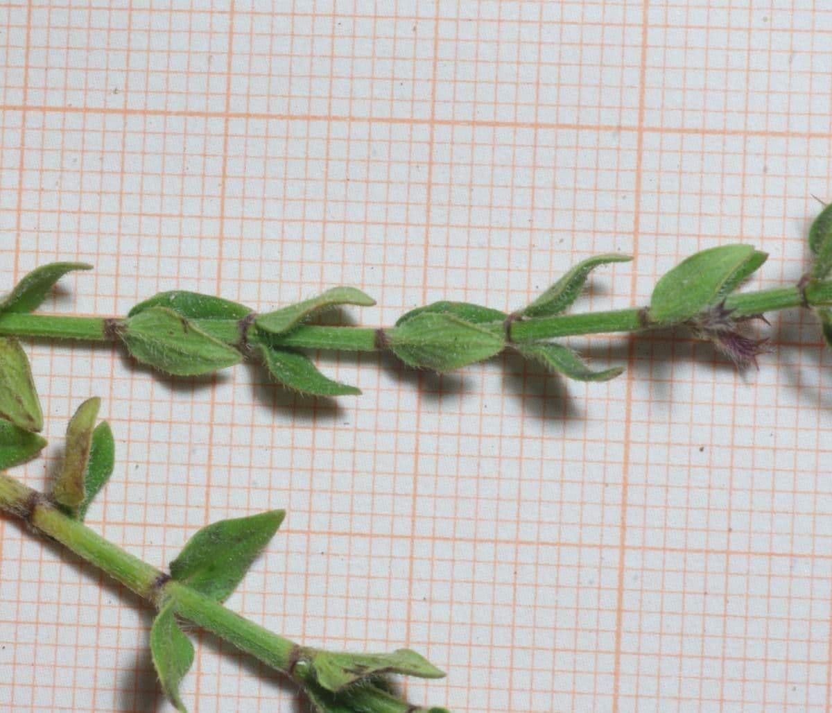 Micromeria 6
