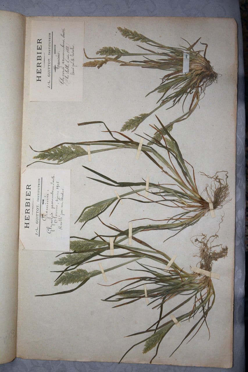 Puccinellia rupestris 2
