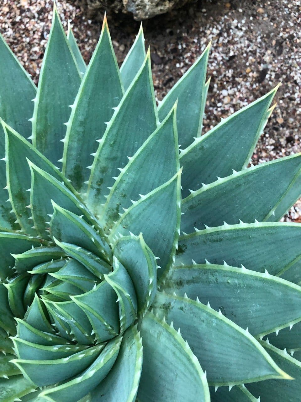 Aloe a spirale 3