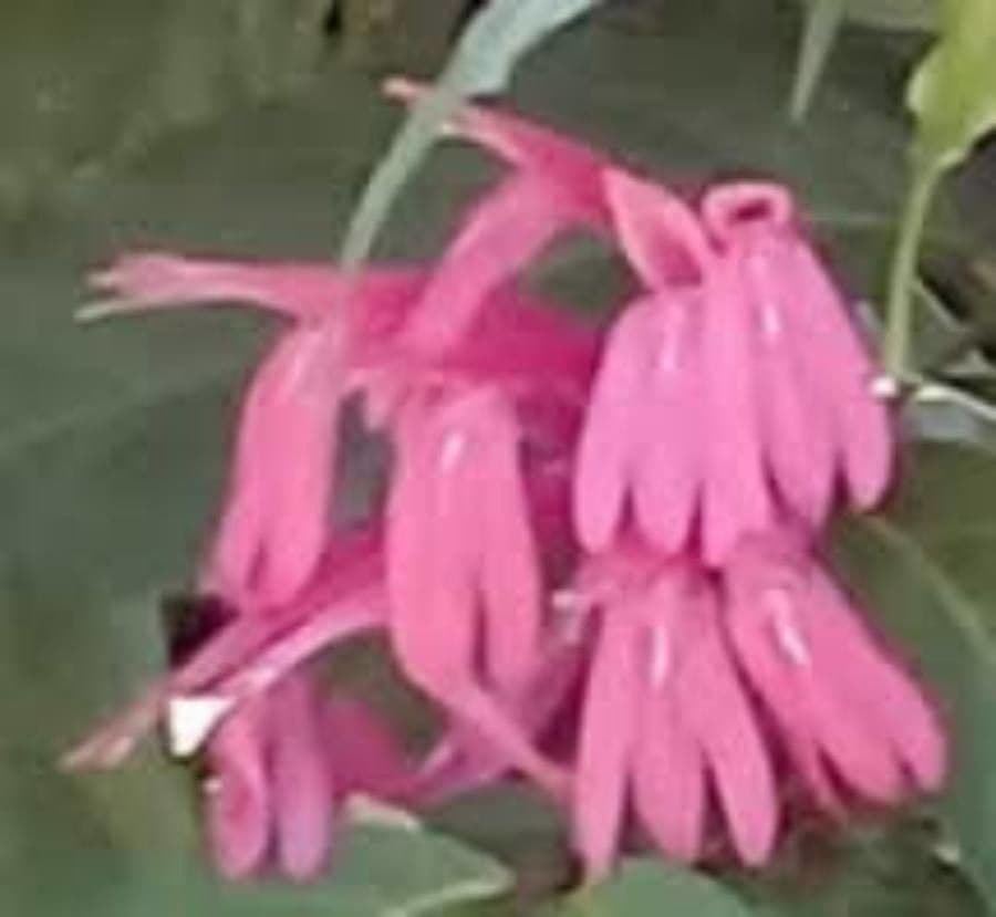 Monardella linoides