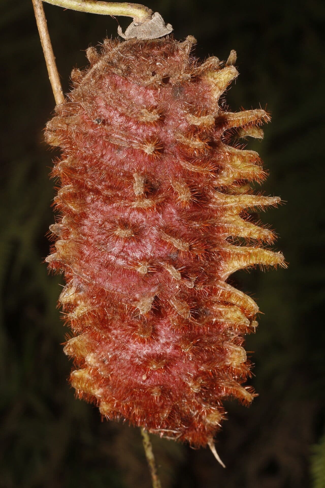 Mucuna