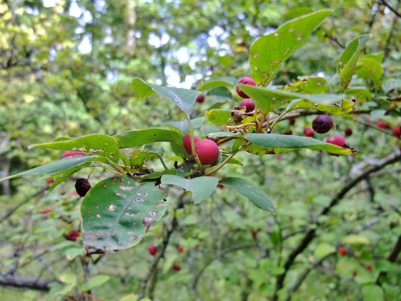Cotoneaster 26