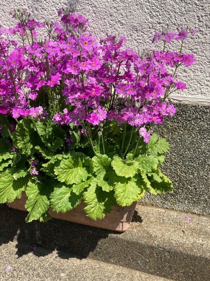 Primula 6
