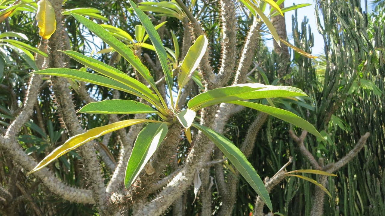 Madagaskar-Palme 23