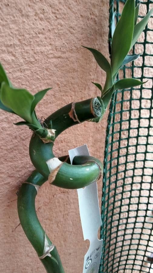 Dracena 23