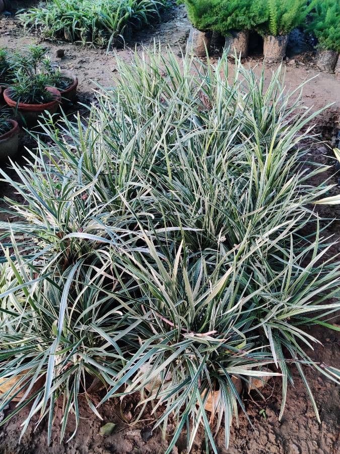 Liriope spicata 12
