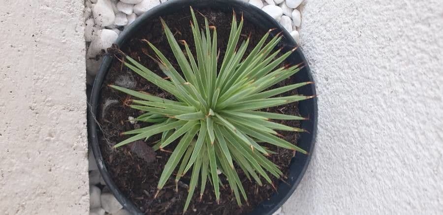 Agave 10