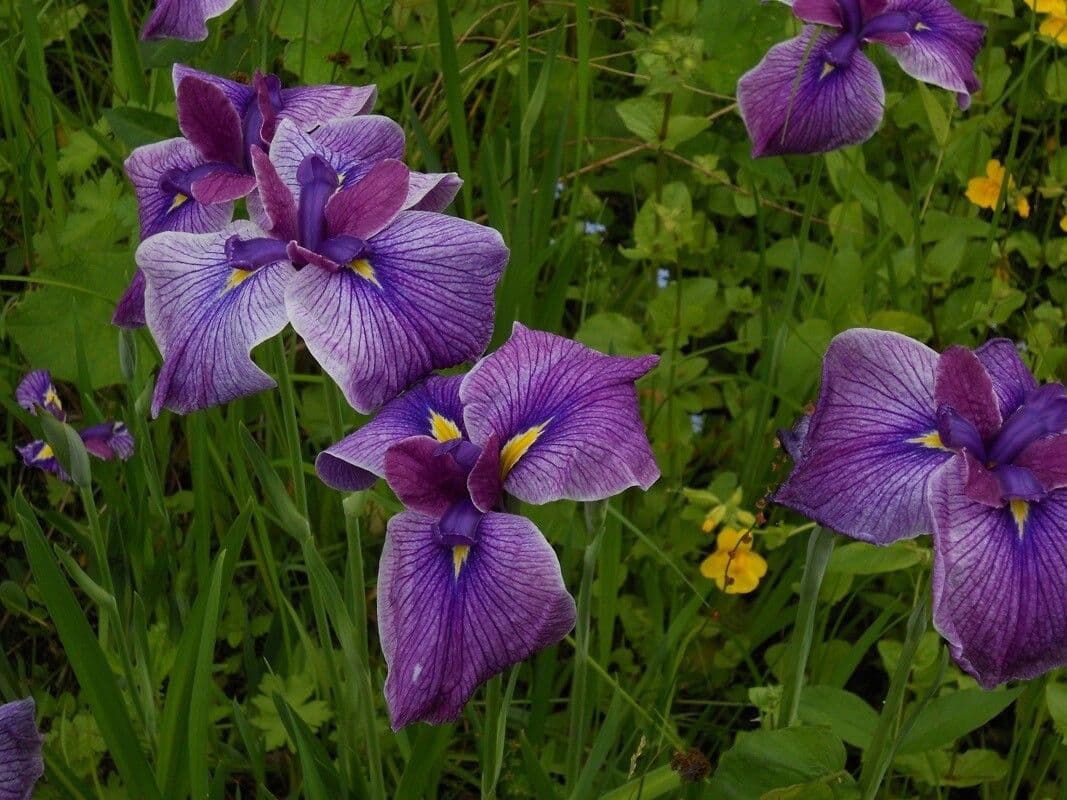 Schwert-Iris 3