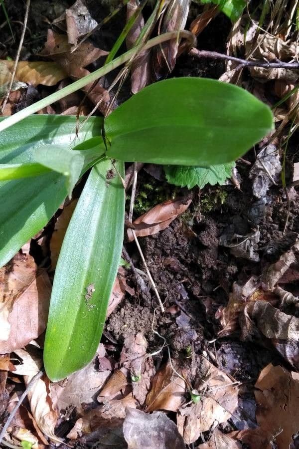 Orchide pallida 16