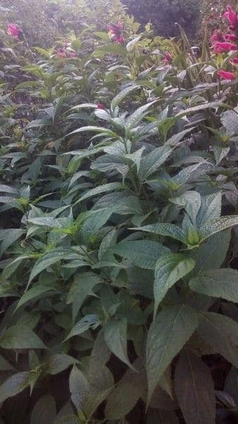 Salvia 11