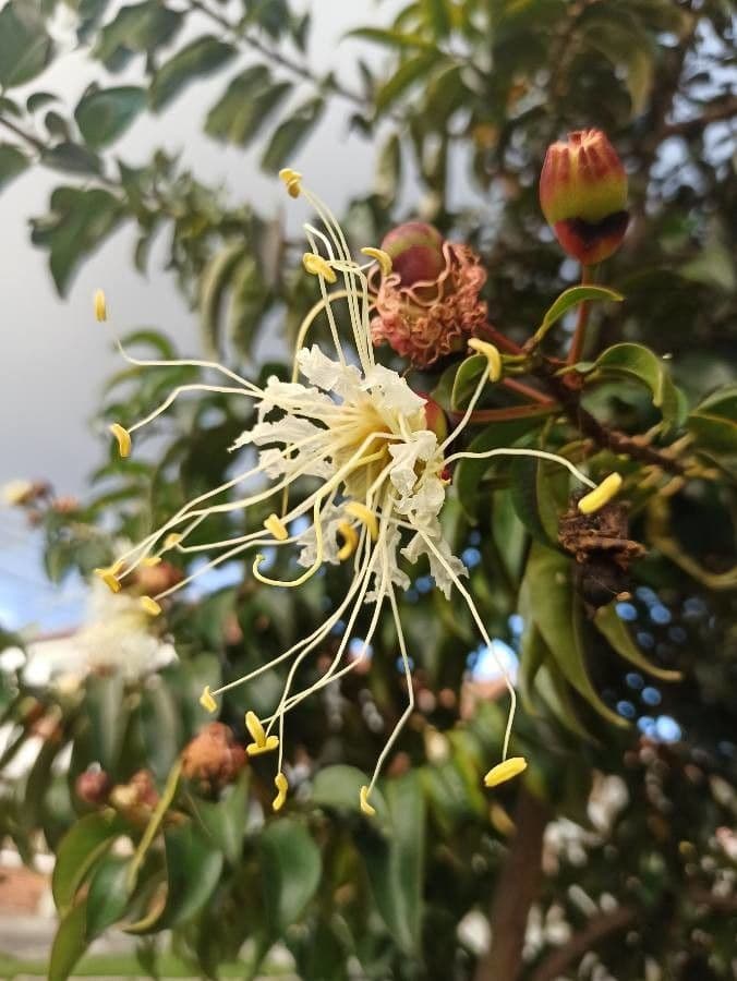 Lafoensia acuminata 3