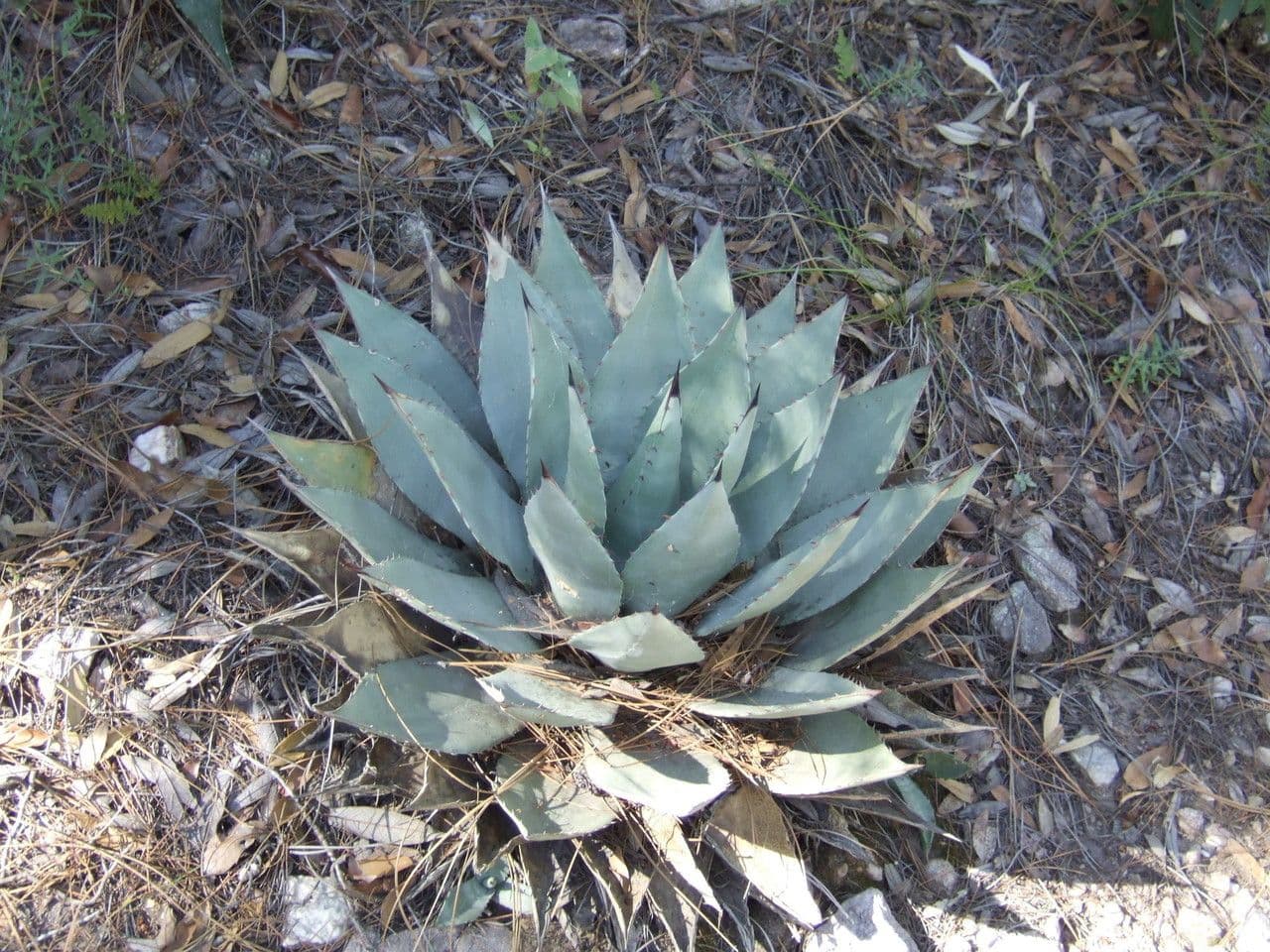 Agave di Parry 8