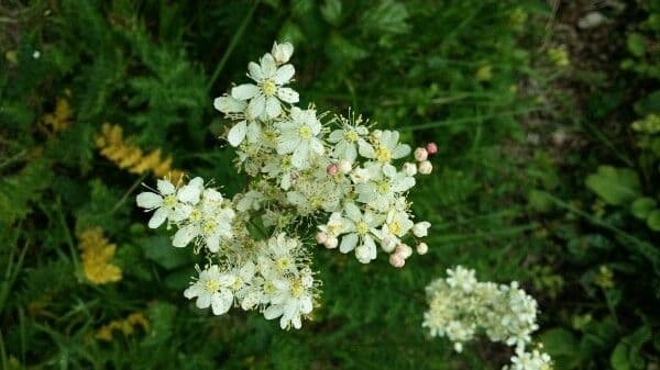 Filipendula comune 10