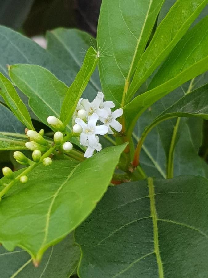Citharexylum 8