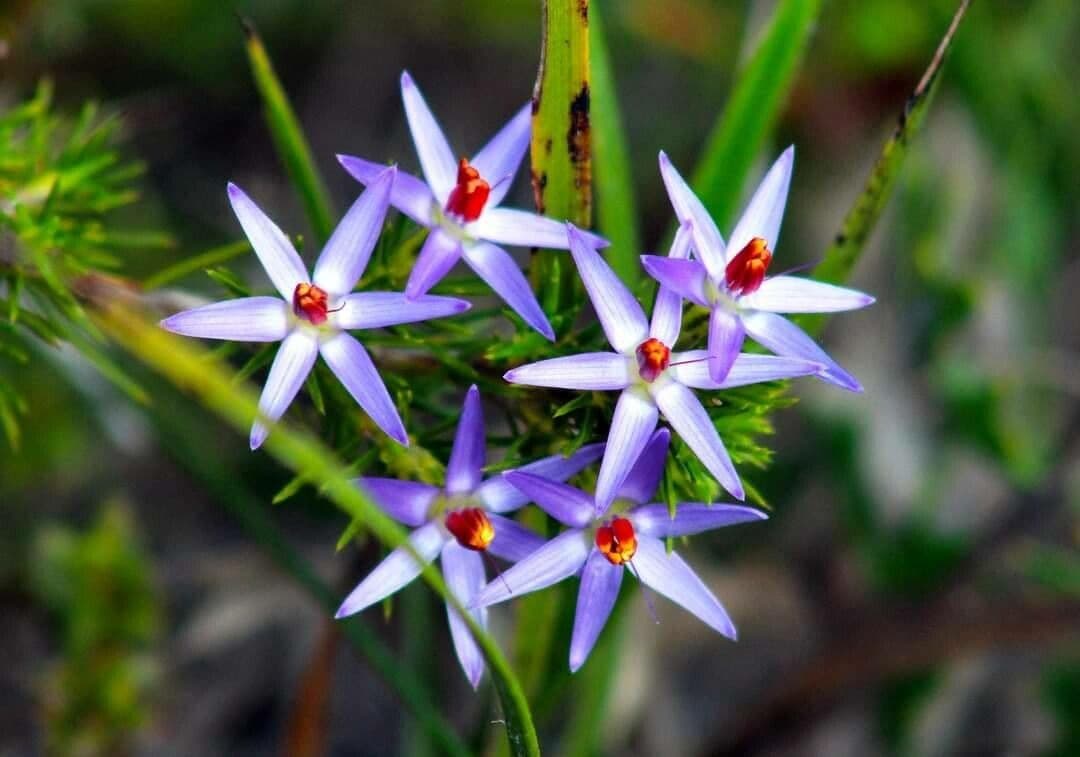 Calectasia