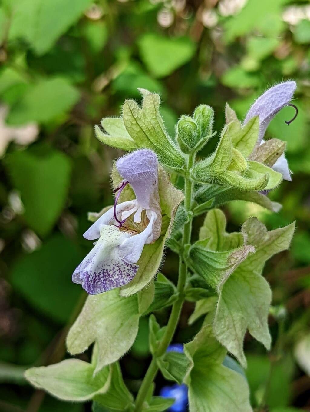 Salvia 3