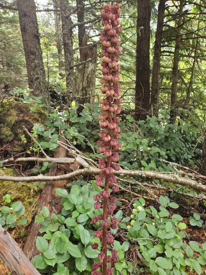 Pterospora andromedea 2