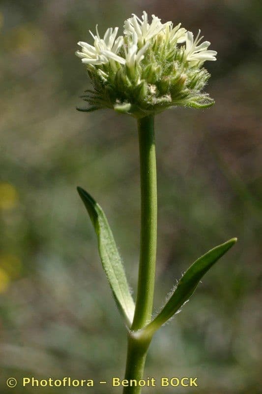 Saponaria bellidifolia 26