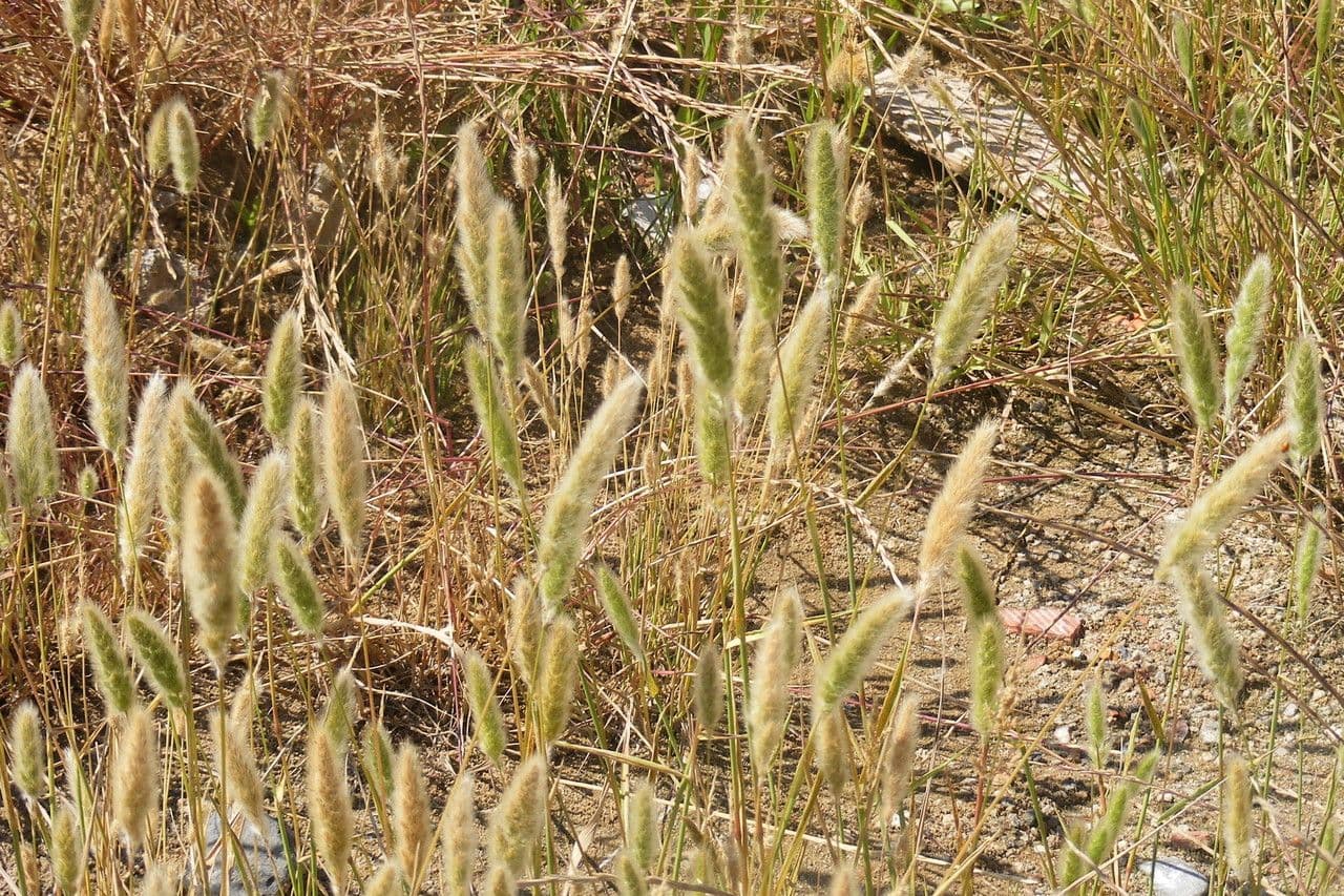 Bürstengras 13