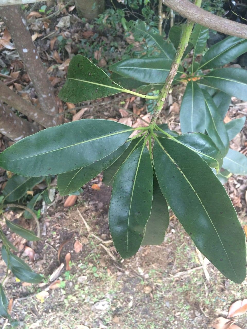 Sideroxylon 8