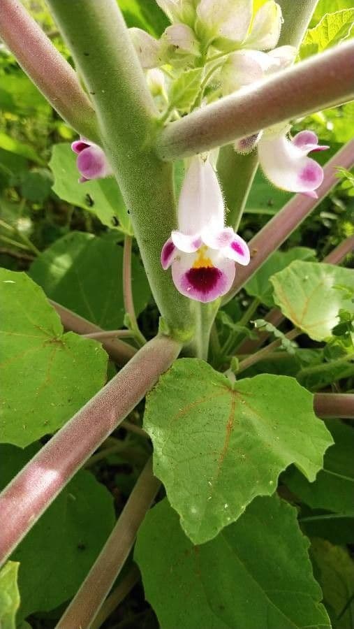 Martynia annua 10