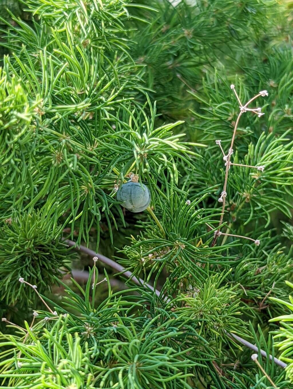 Asparagus
