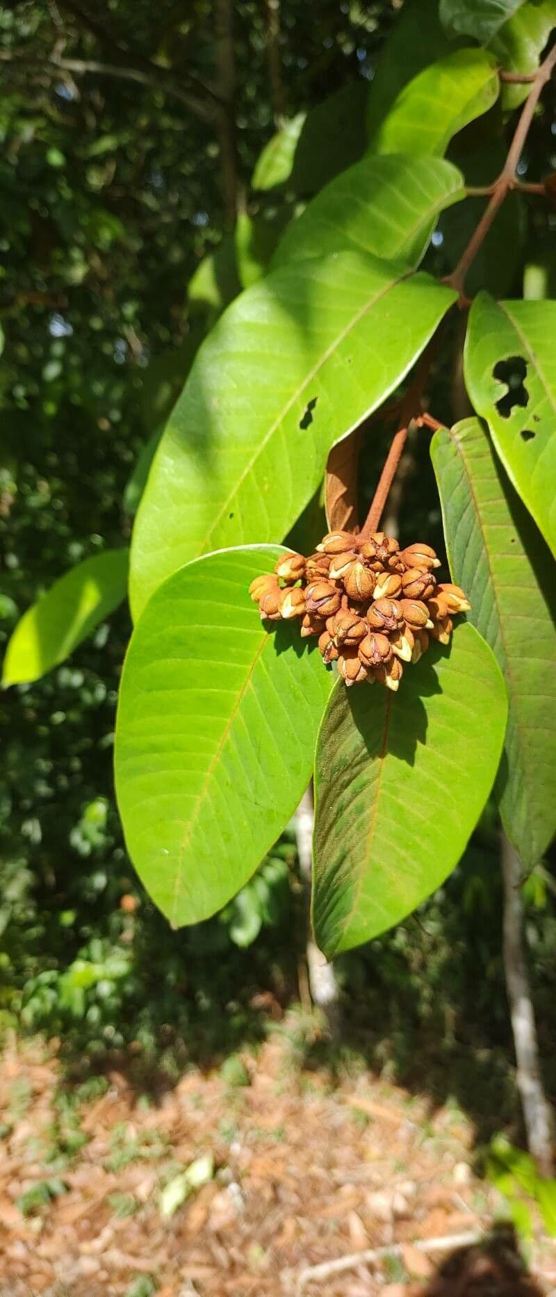 Vismia baccifera 8