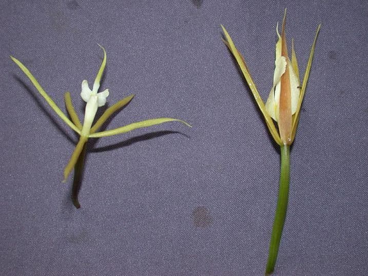 Orchidée nocturne 22