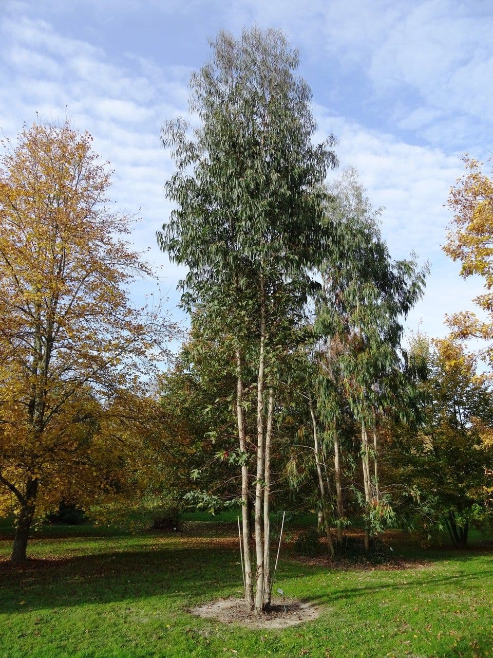 Eucalyptus dalrympleana