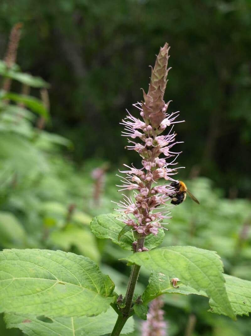 Menthe