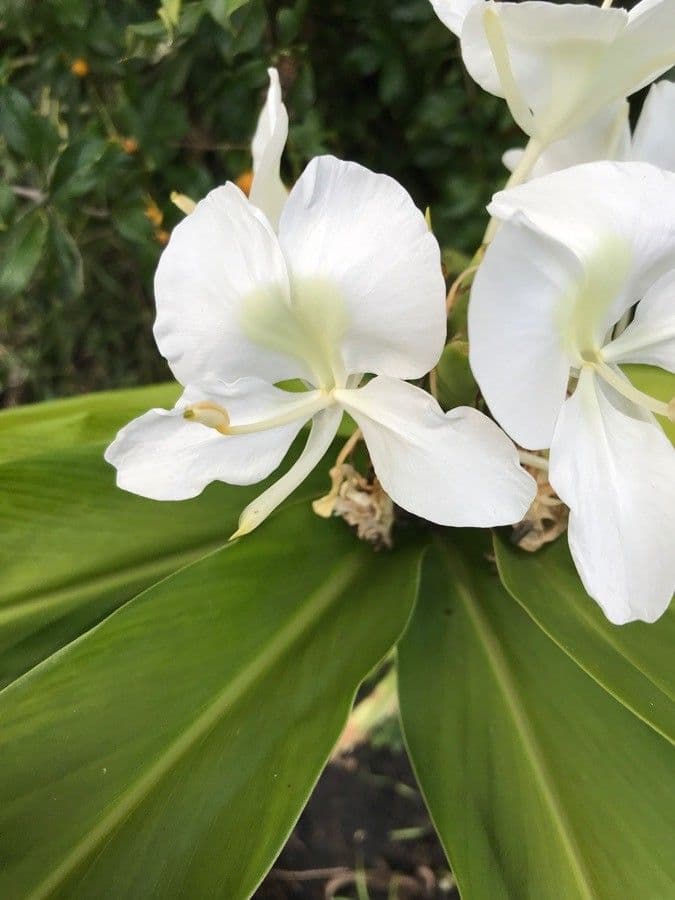 Hedychium coronarium 10
