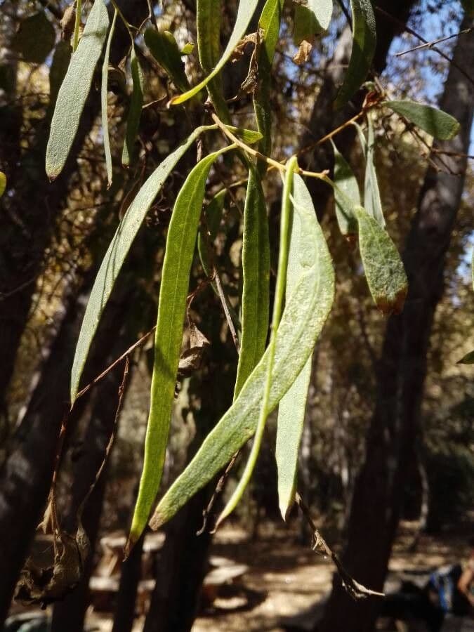 Pioppo dell'Eufrate 3