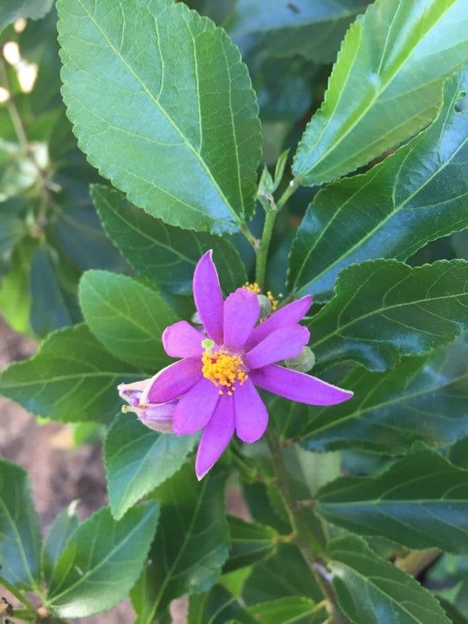 Grewia occidental 7