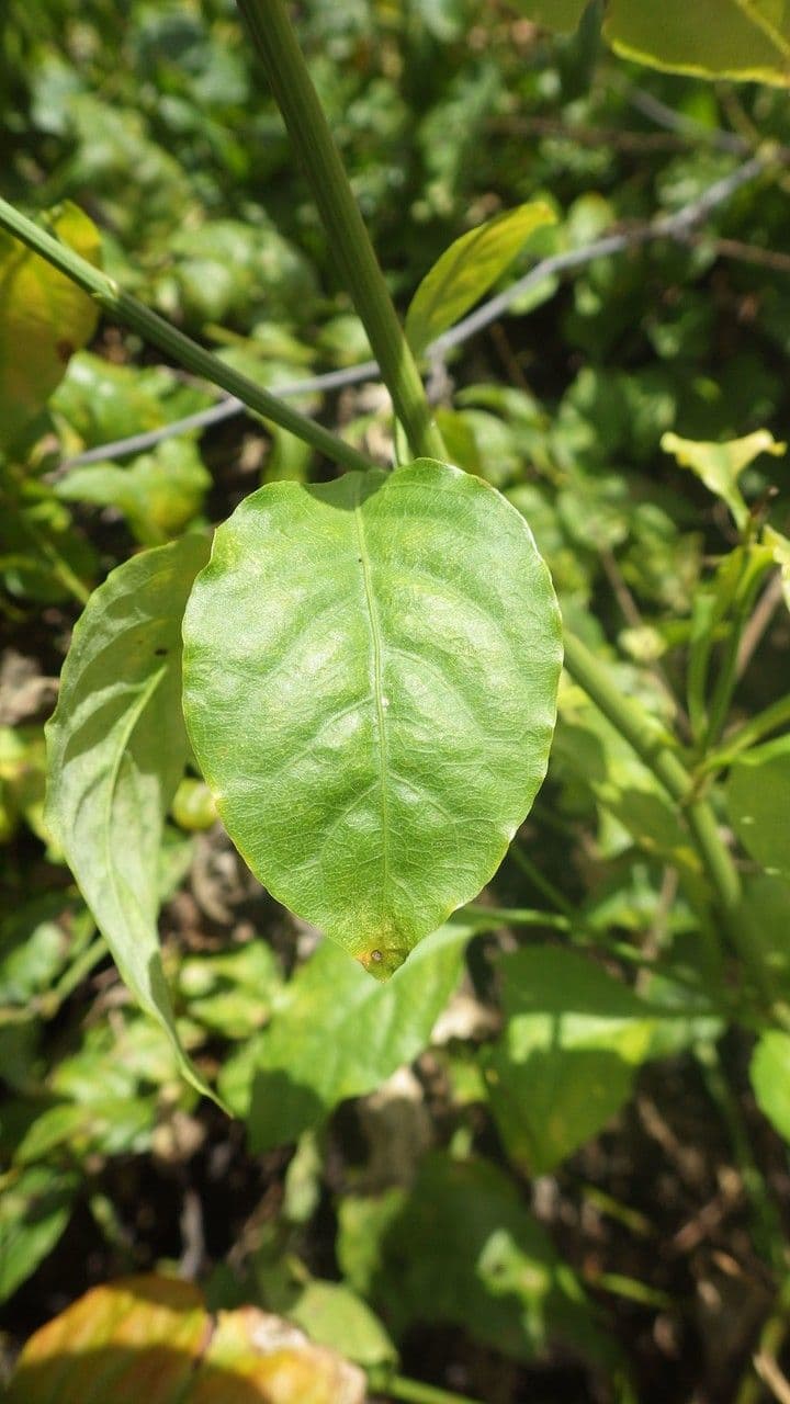 Plumbago zeylanica 20