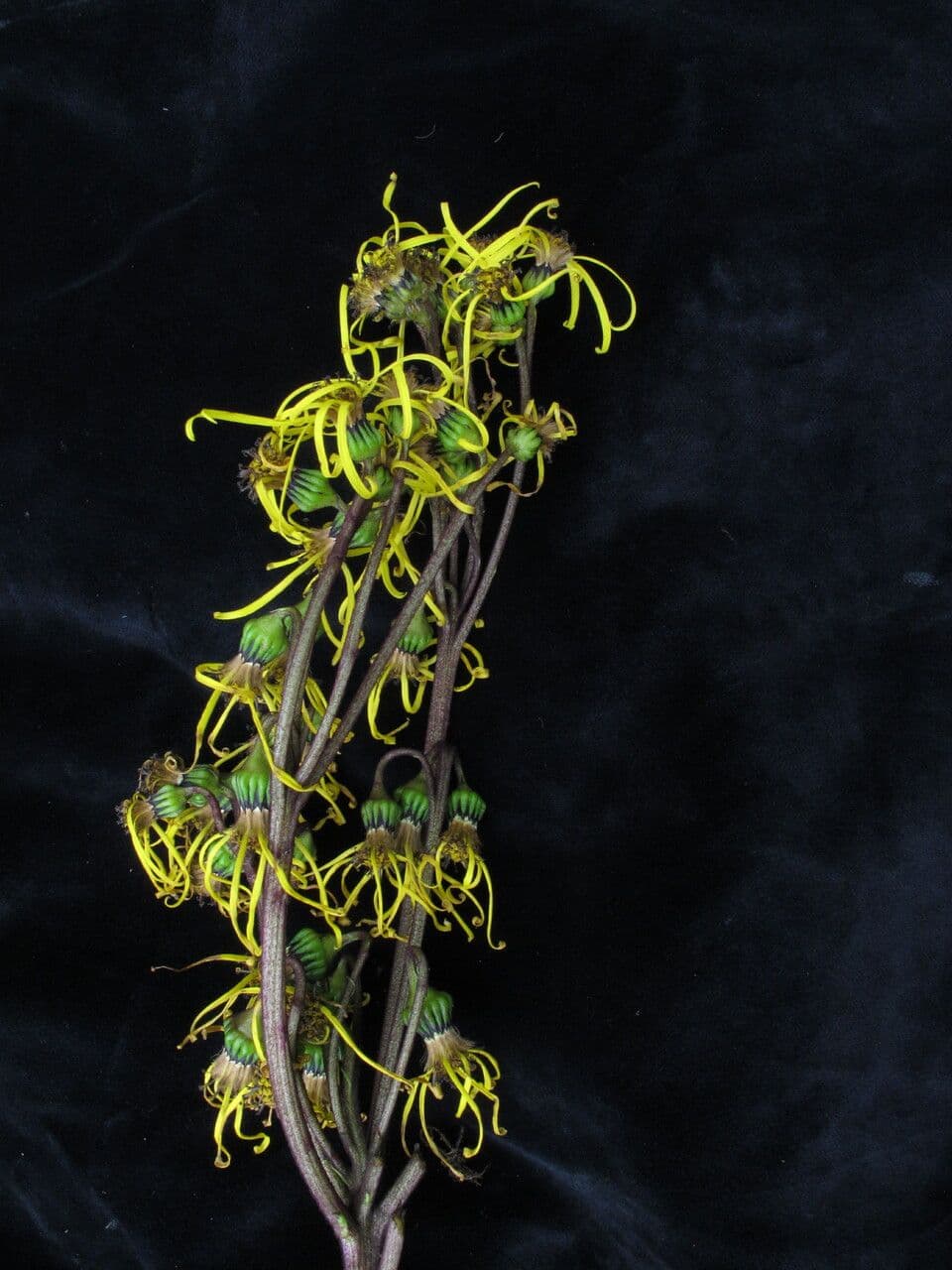 Ligularia 5
