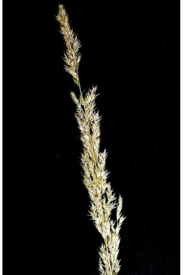 Agrostis exarata 4