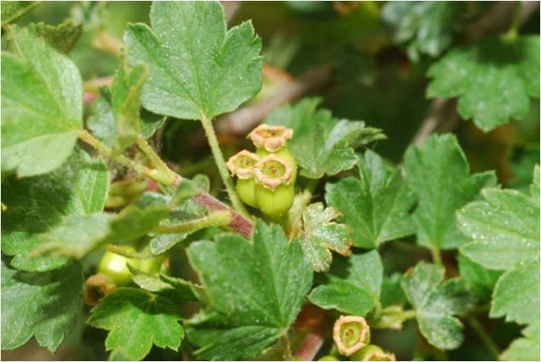 Ribes sardo 3