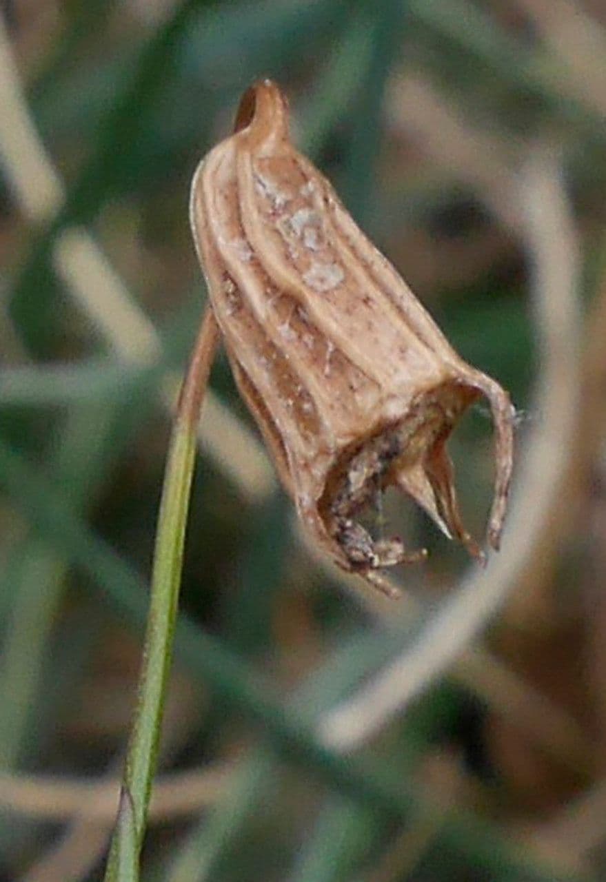 Campanula di Scheuchzer 3