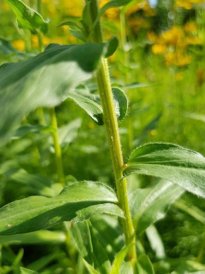 Fleabane piękny 20