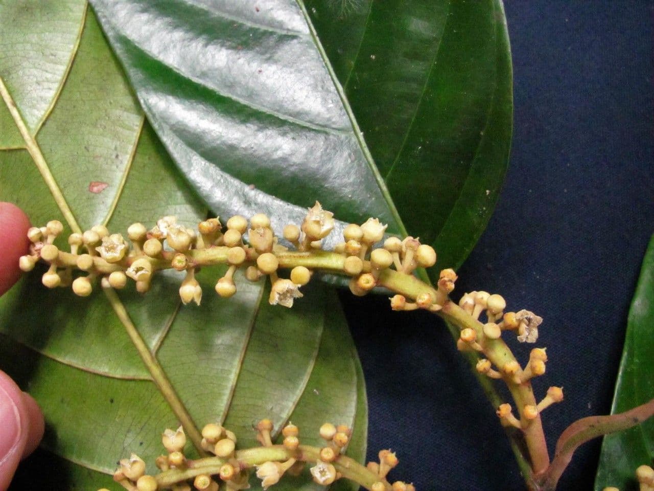 Minquartia guianensis 20