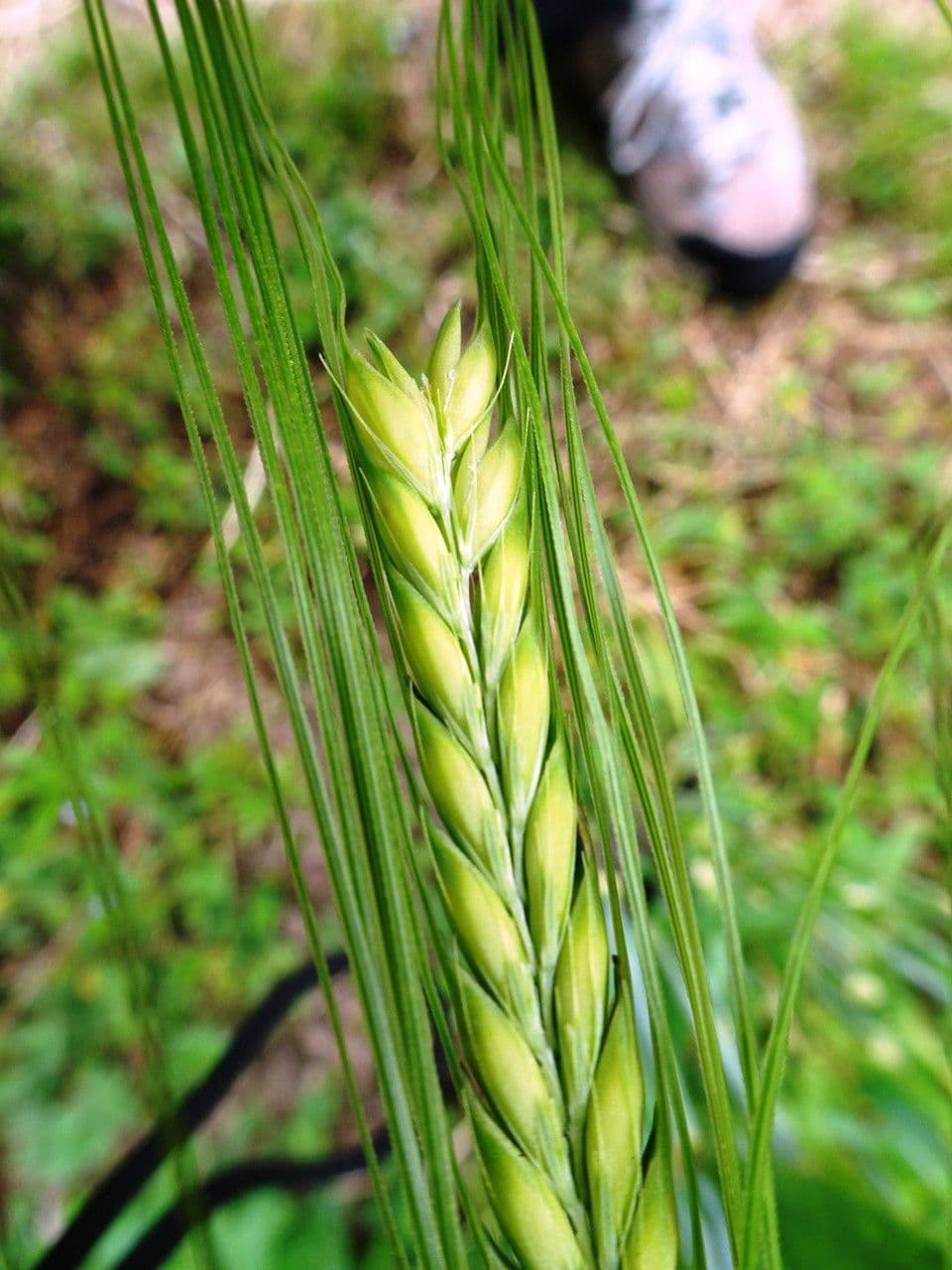 Orzo 10